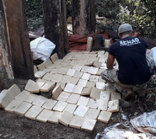Desarticulan campamentos narco en reserva forestal - Paraguay.com