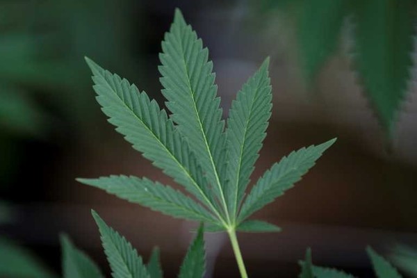 Luz verde en Francia a la experimentación con el cannabis terapéutico » Ñanduti