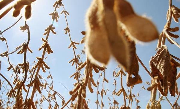 EE.UU. recortó su cosecha de soja en más de 8 millones de toneladas