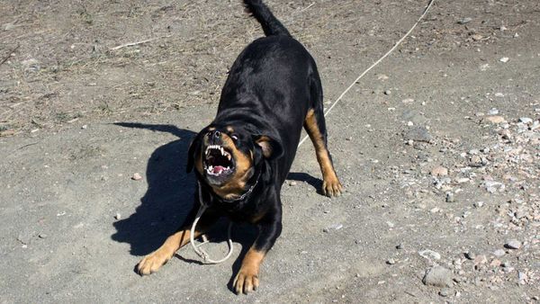 Un hombre perdió el brazo tras ser atacado por un rottweiler