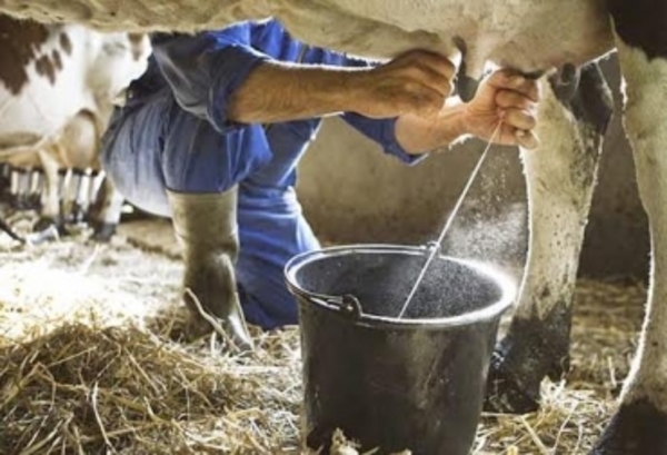 Buenas prácticas en la rutina de ordeñe es vital para obtener leche con calidad e inocuidad