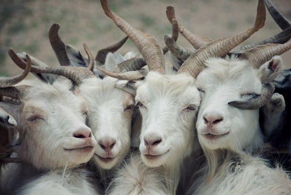 Las cabras pueden distinguir las emociones por los balidos de otras cabras - Ciencia - ABC Color