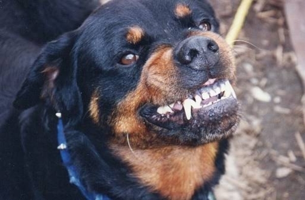 HOY / Perro rottweiler destroza brazo  de hombre y médicos tuvieron  que amputarlo