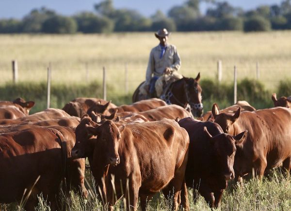 Los créditos para la ganadería mantienen ritmo de crecimiento