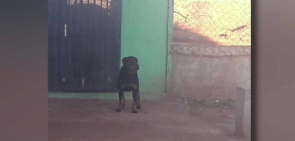 Perdió el brazo tras ataque del perro de un concejal | Noticias Paraguay