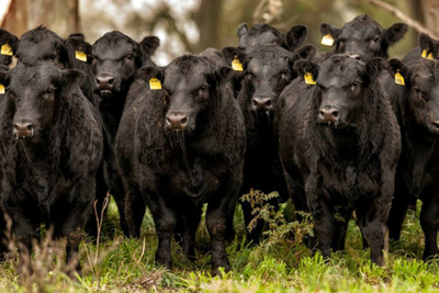Prevén que faena de ganado Angus represente el 33% del total país