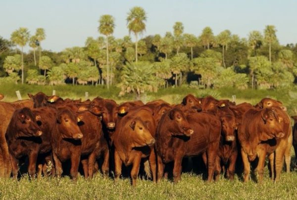 Créditos para ganaderos crecieron 16,97% hasta mayo de 2019