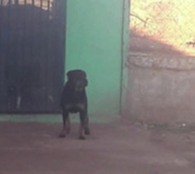 Amputan brazo a hombre luego de que perro de concejal lo ataque - Paraguay.com