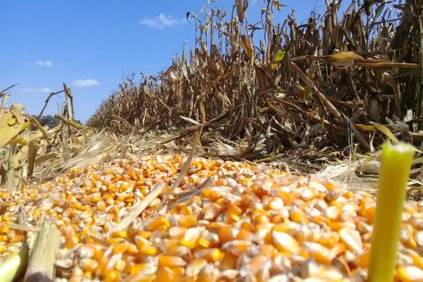En Chicago, la «crisis de confianza» divorció los precios del maíz de las cifras del USDA