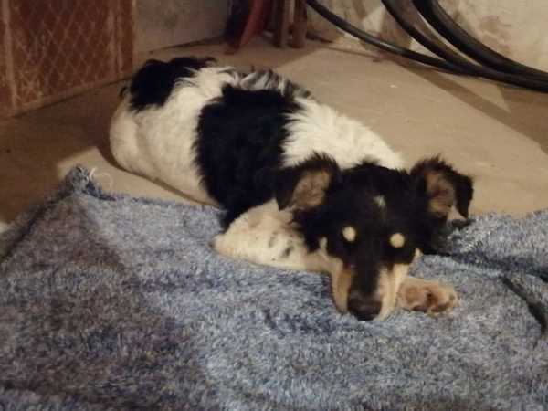 Perrito atropellado necesita ayuda para poder operarse » Ñanduti