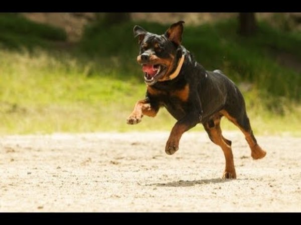 Rottweiler ataca a un hombre y le amputan el brazo