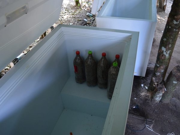 La marihuana congelada, una droga que ya se elabora en Paraguay
