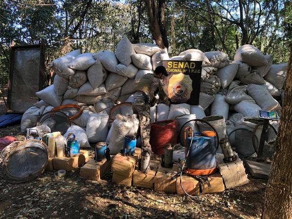 Senad desmanteló campamentos con 12 toneladas de marihuana en Amambay