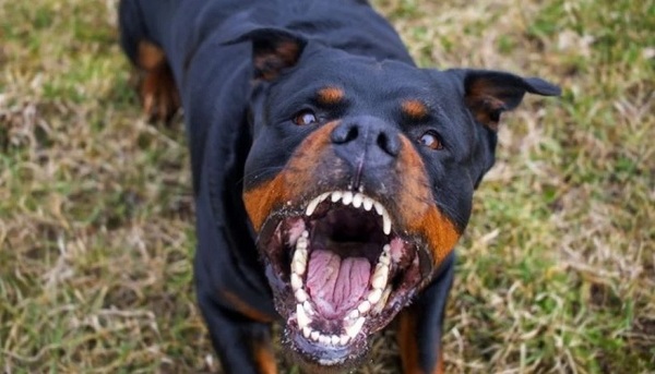 Hombre sufre amputación tras ataque de rottweiler