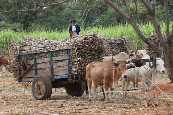 Buscan mejor rendimiento de caña de azúcar y potenciar sistemas de control