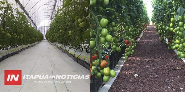 ITAPÚA PUEDE QUINTUPLICAR PRODUCCIÓN HORTÍCOLA, SEGÚN EXPERTO.