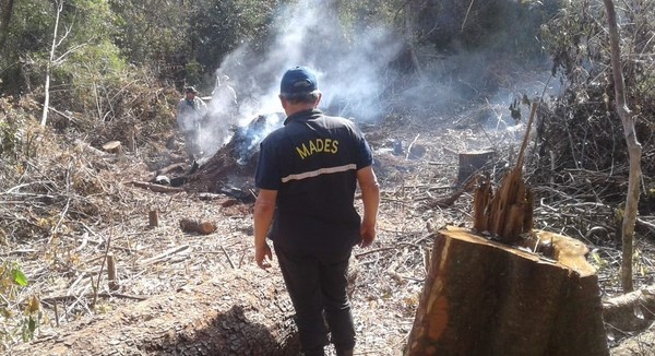 TALA INDISCRIMINADA DE ÁRBOLES NATIVOS Y ELABORACIÓN DE CARBÓN VEGETAL EN ÁREA DEL PARQUE SAN RAFAEL