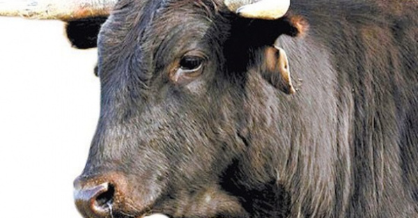 Miles de toros son asesinados cada año por diversión