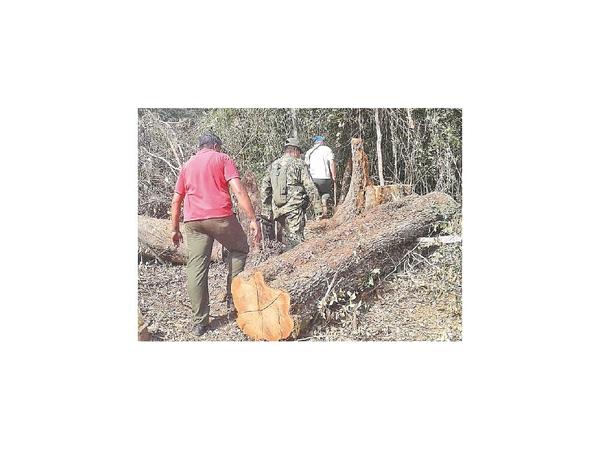 Detectan tala de árboles en Parque San Rafael