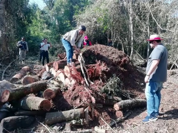 VOLTEAN ÁRBOLES DE MÁS DE 100 AÑOS PARA ELABORAR CARBÓN