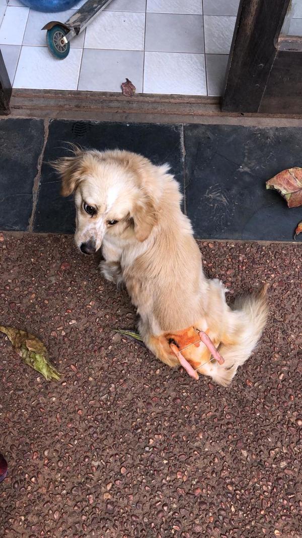 Necesitan una jaula para perrita recién operada » Ñanduti