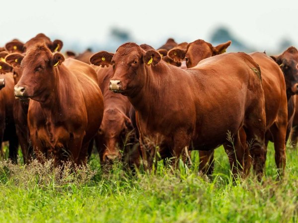 Cámara Paraguaya de Carne rechaza proyecto de instituto público