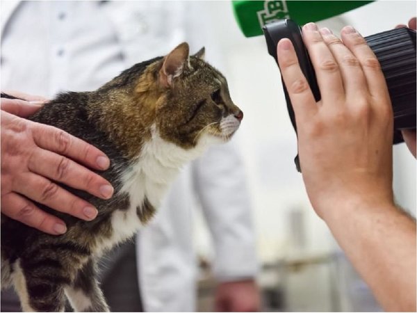 Implantan injerto idéntico a un hueso a gato con cáncer de huesos