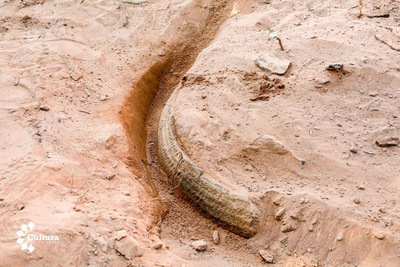 Hallazgo arqueológico en Limpio - ADN Paraguayo