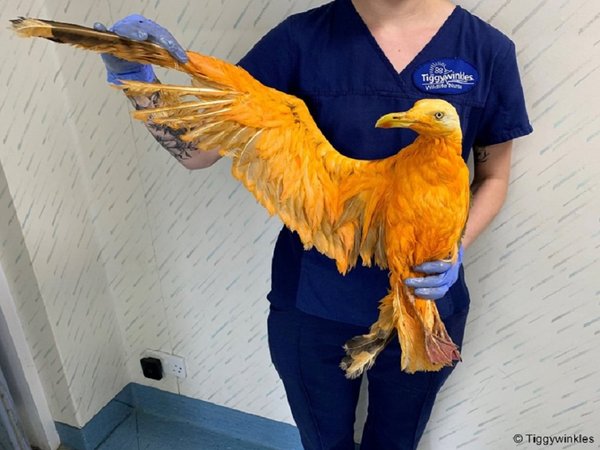 Pensaron que era misteriosa ave exótica, pero resultó ser una gaviota llena de curry