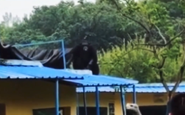 Un chimpancé siembra el pánico entre los visitantes de un zoológico en China » Ñanduti