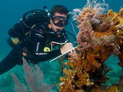 Grave enfermedad de corales une a EEUU en rescate de este animal