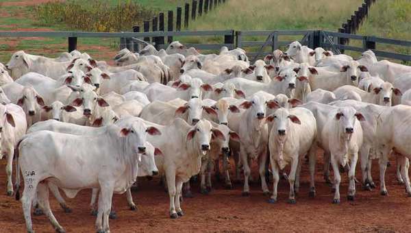 Nueva norma avalará calidad genética bovina para producción de carne