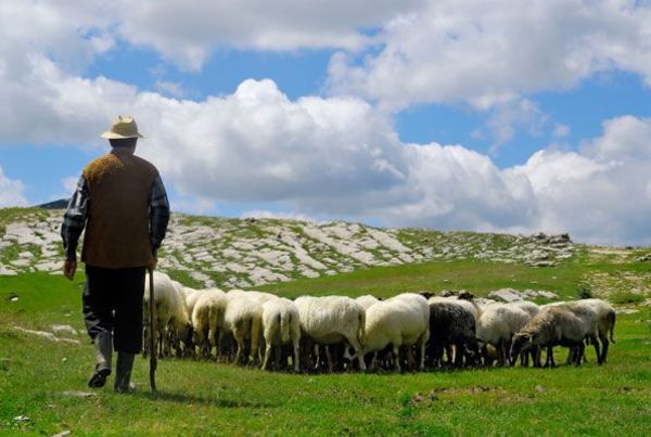 Cabras pueden distinguir las emociones por los balidos de otras cabras - Mascotas - ABC Color