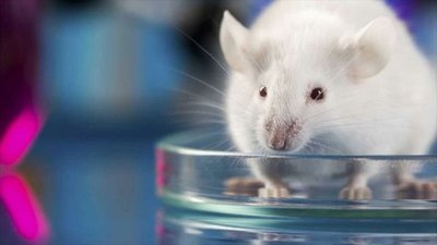 Arenavirus, un brote raro que aparece en Latinoamérica » Ñanduti