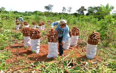 Piden mejor precio por kilo de mandioca y amenazan con cierre del cruce Itakyry