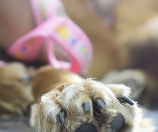 Crueldad animal. Donan croquetas envenenadas y mueren varios perros