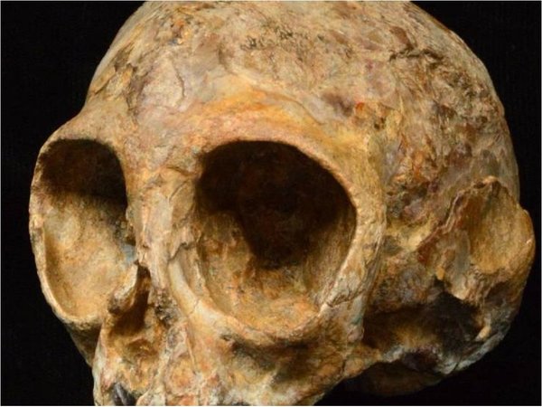 Hallan restos de mono que vivió hace 4,2 millones de años