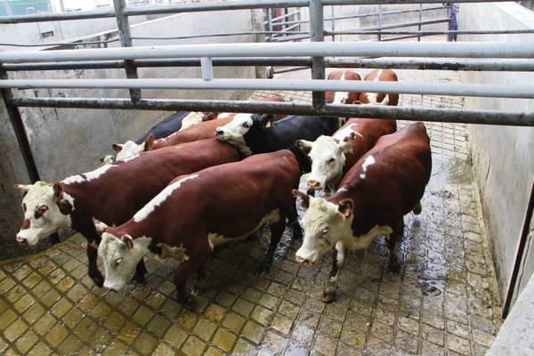 Encuentran a los ganados robados en un frigorífico de Concepción