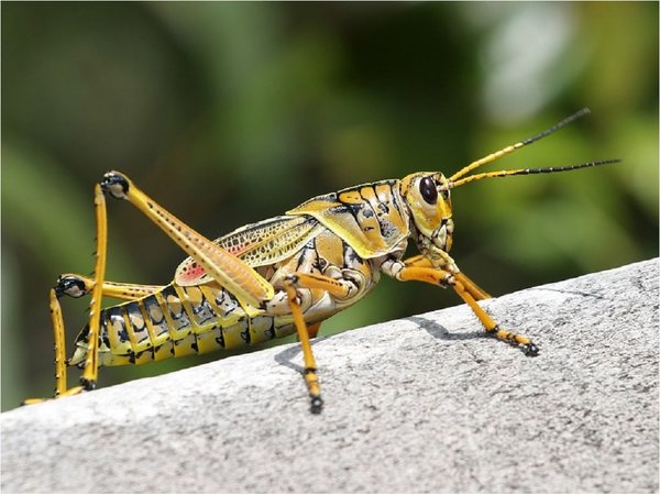 Un estudio defiende el valor nutritivo de algunos insectos
