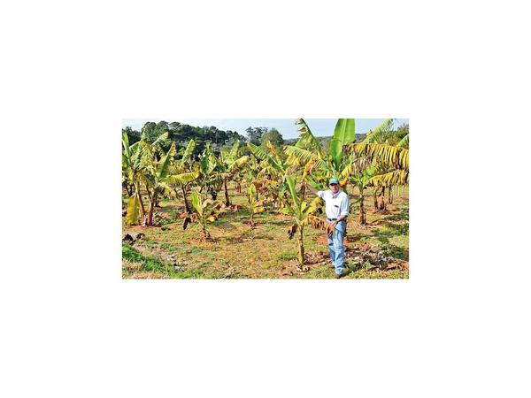 Heladas dañaron frutales en Cordillera