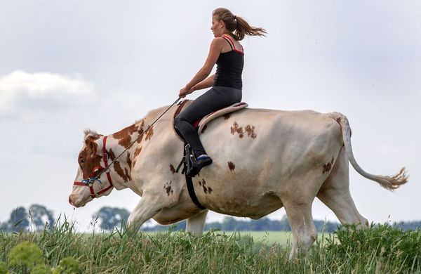 Aprender a montar sin caballo - Mascotas - ABC Color