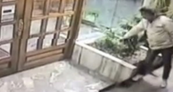 Roba una plantita y escapa en auto de alta gama (video)