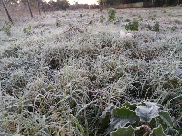Extensión Agraria reporta daños a cultivos en Caaguazu - .::RADIO NACIONAL::.