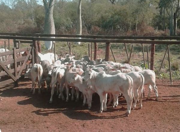 Recuperan otro lote del ganado robado en cuádruple homicidio - Nacionales - ABC Color