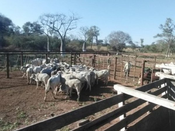 Hallan tercer camión con ganado vacuno robado