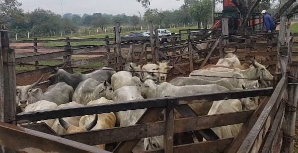 Hallan tercer camión con ganado vacuno robado