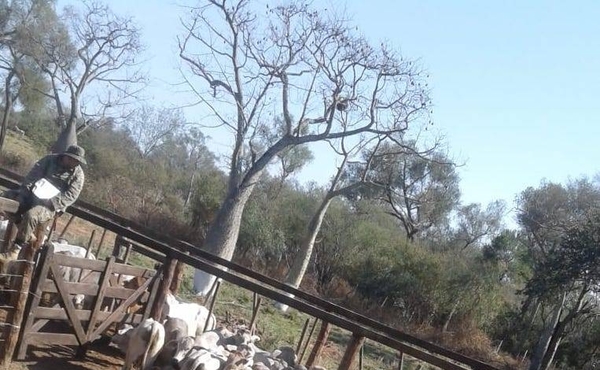 HOY / Cuádruple asesinato en Chaco:  recuperan más vacas y están  para desarticular gavilla, dicen