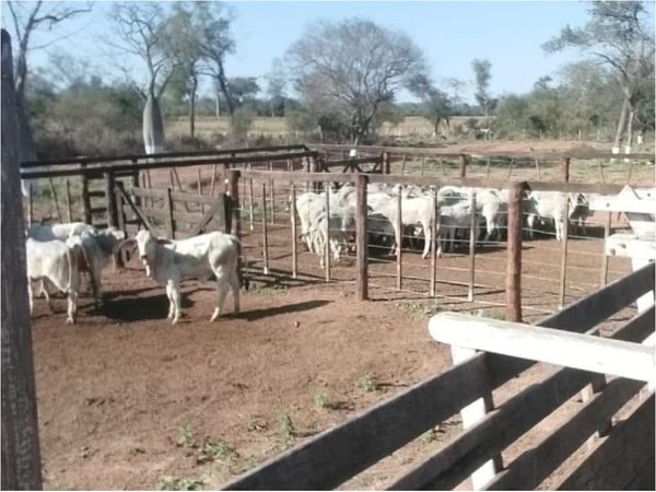 Totalizan 128 animales recuperados de los abuelos asesinados