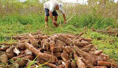 Campesinos del Alto Paraná piden que se declare emergencia en agricultura