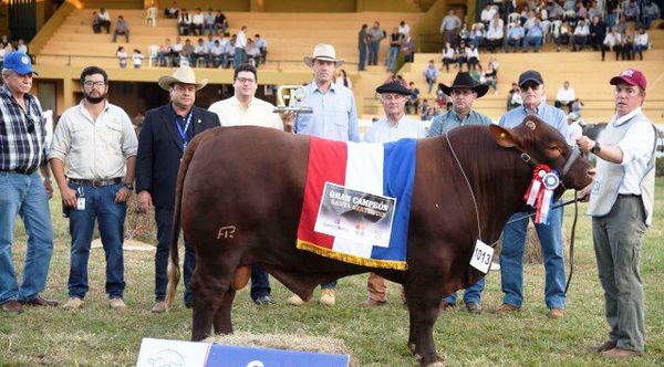 Grandes Campeones Bovinos de la Expo MRA. 2019 - ABC Rural - ABC Color
